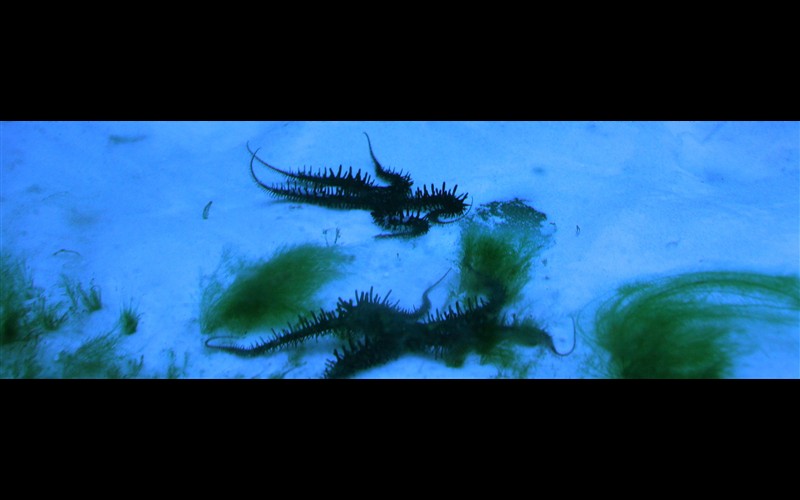Alga Bryopsis