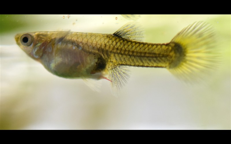 Gusanos Camallanus