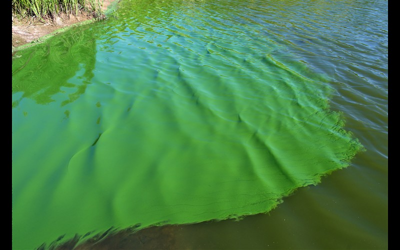 Cianobacterias (alga azul-verde)