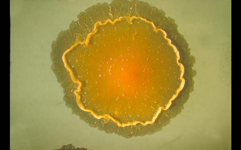 Tuberculosis de peces (micobacteriosis)