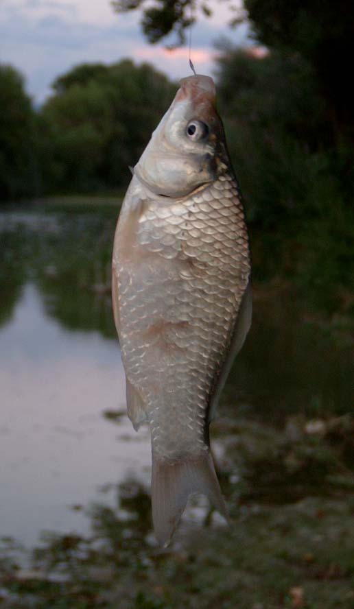 Goldfish cometa