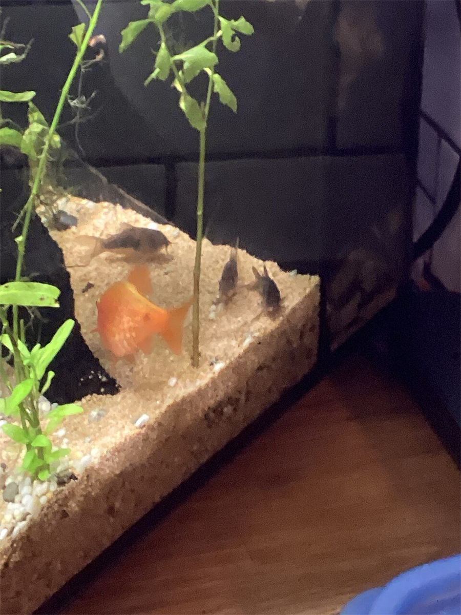 Corydora