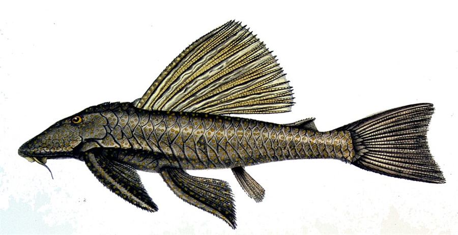 Plecostomus