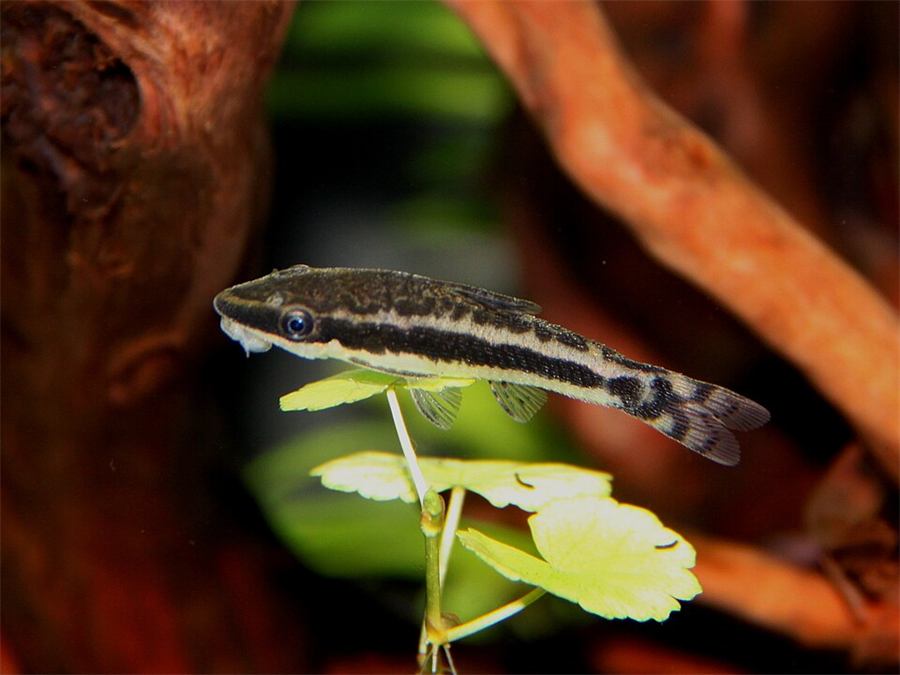 Otocinclus