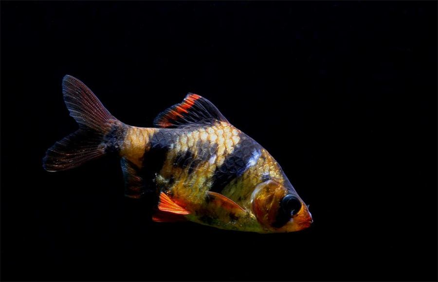 Barbado de Sumatra