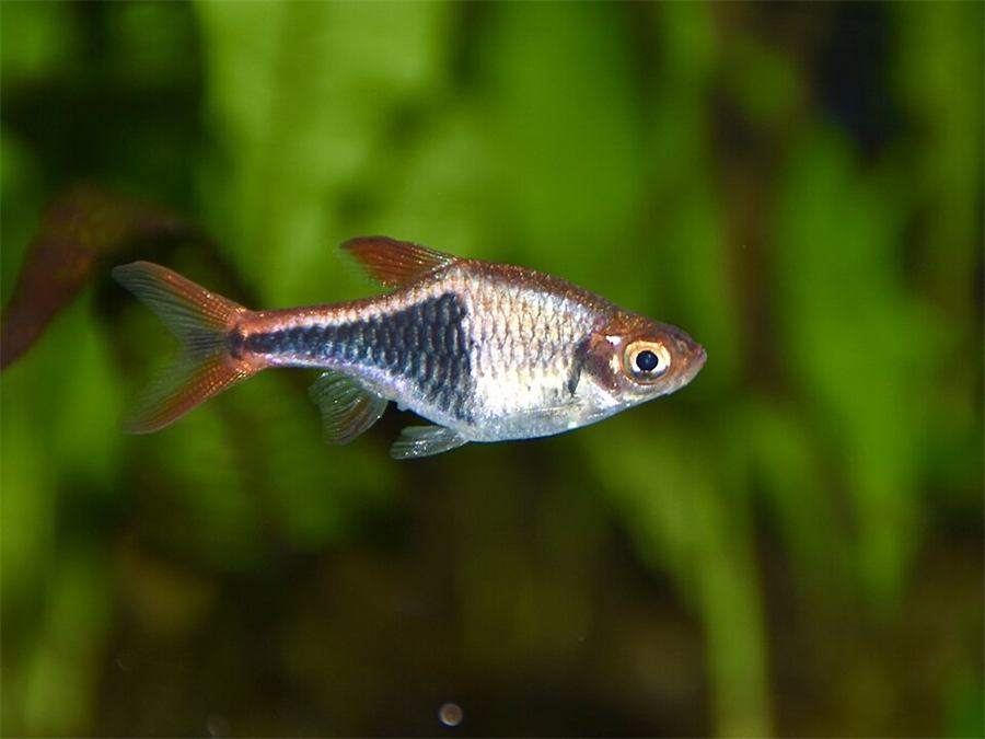 Rasbora arlequín