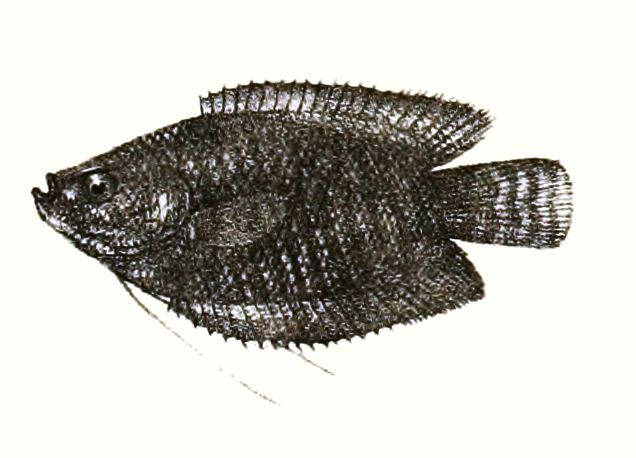 Gourami enano