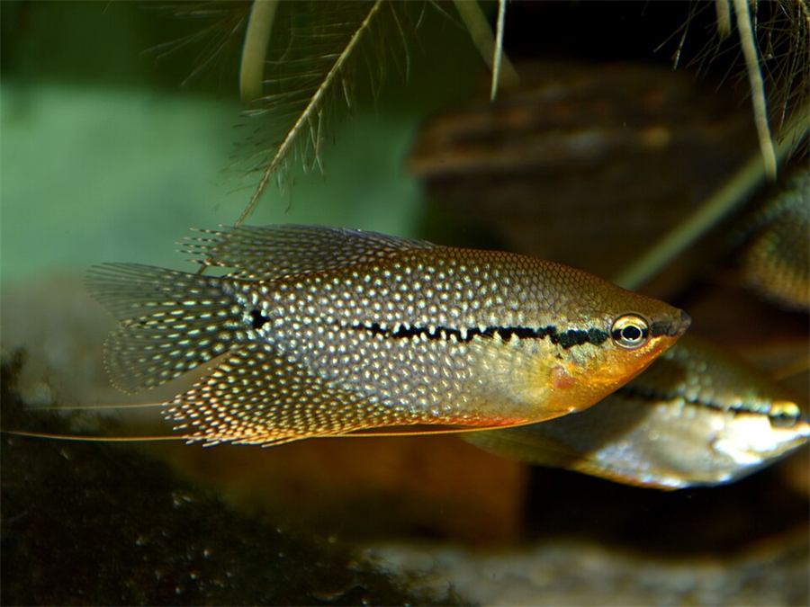 Gourami perla