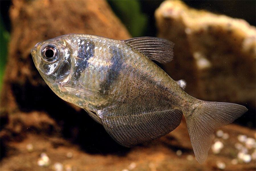 Tetra negro