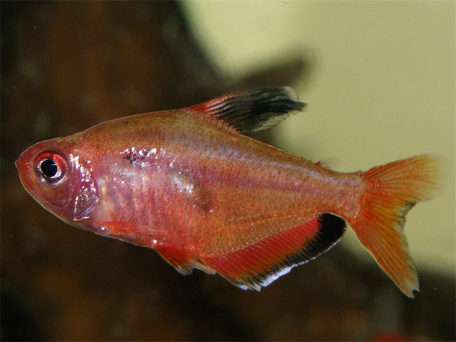 Tetra serpae