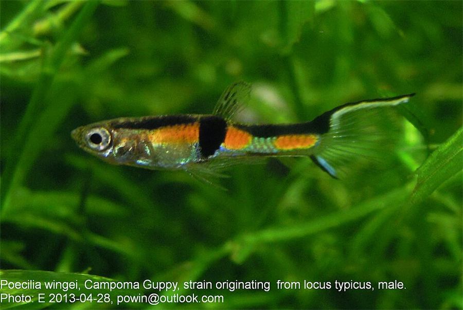Guppy Endler