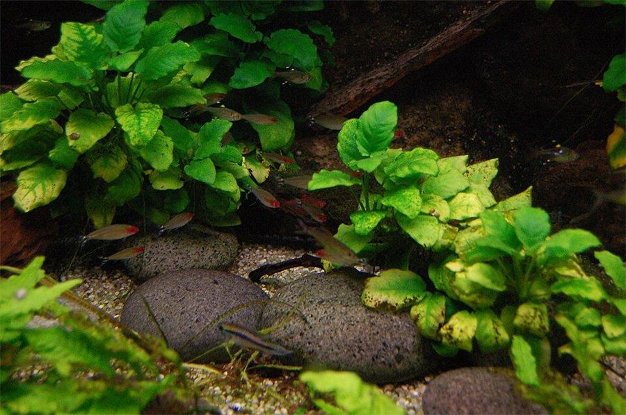 Tetra de cabeza roja