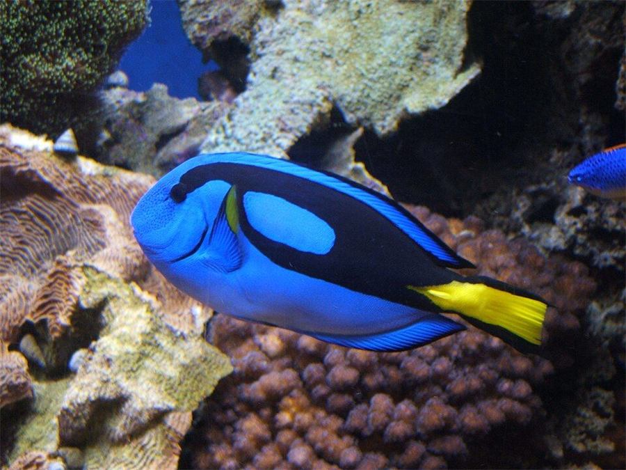 Pez cirujano azul
