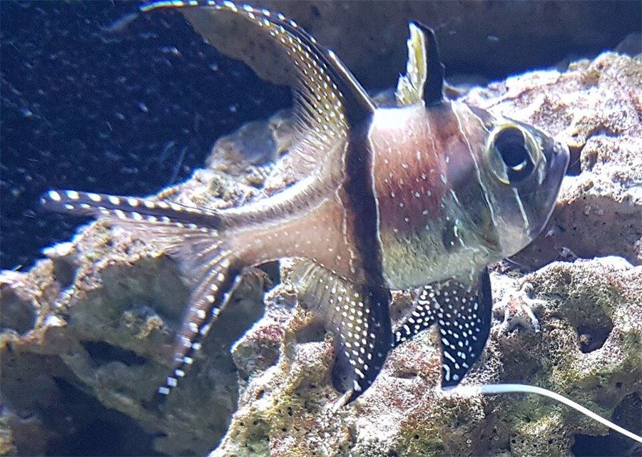 Cardenal de Banggai