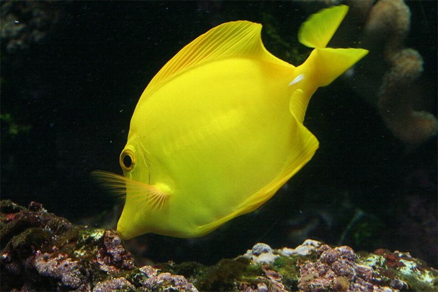 Pez cirujano amarillo