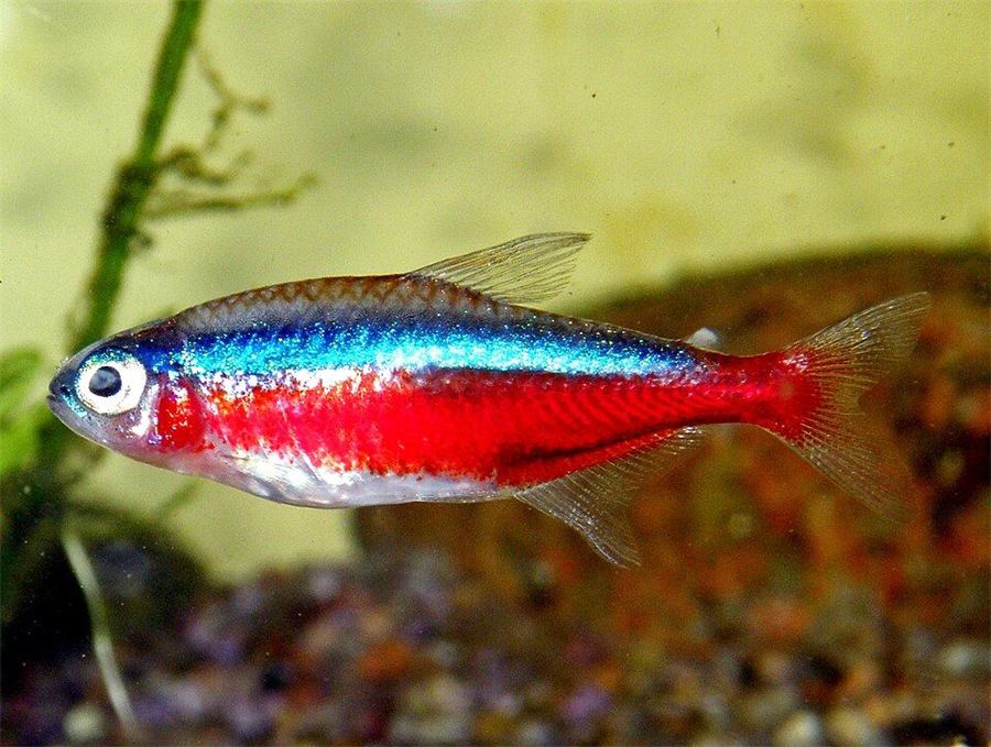 Tetra cardenal