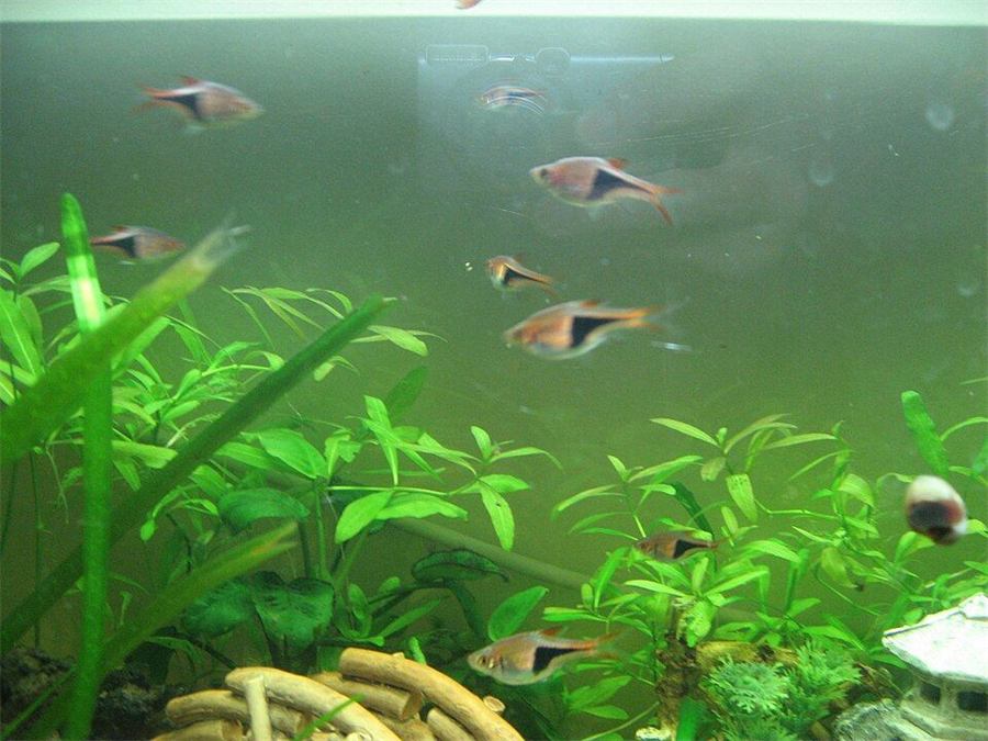 Anubias nana