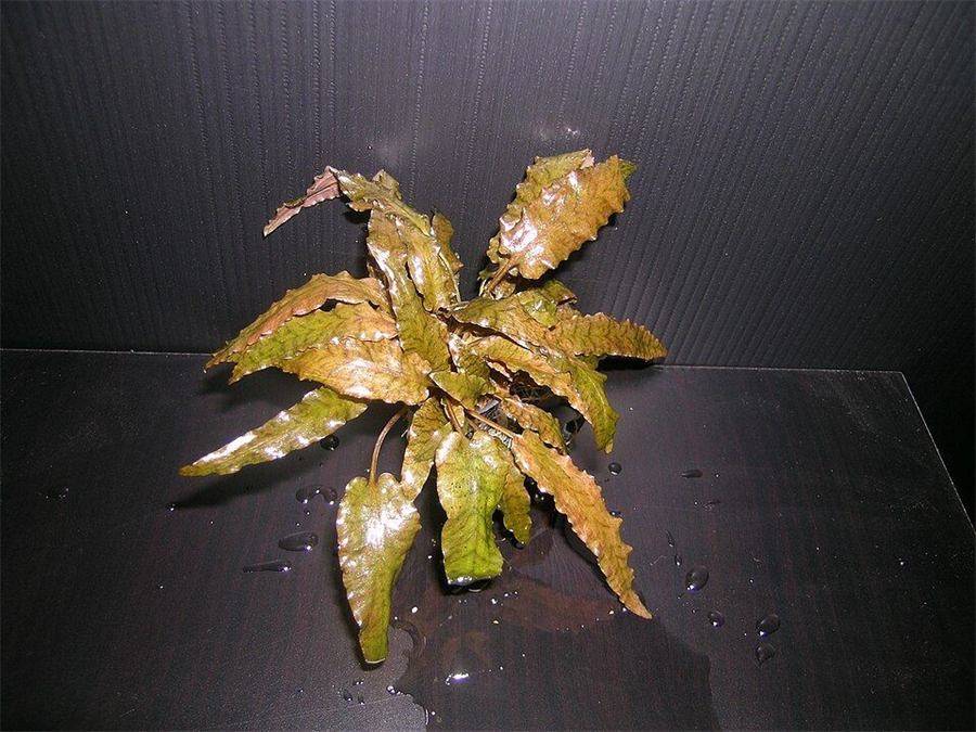 Cryptocoryne wendtii