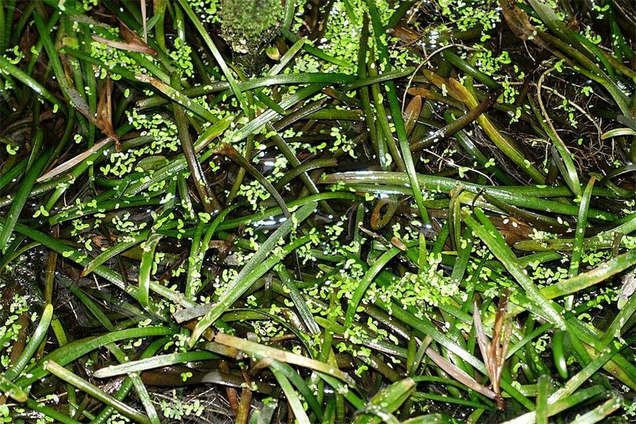 Sagitaria enana