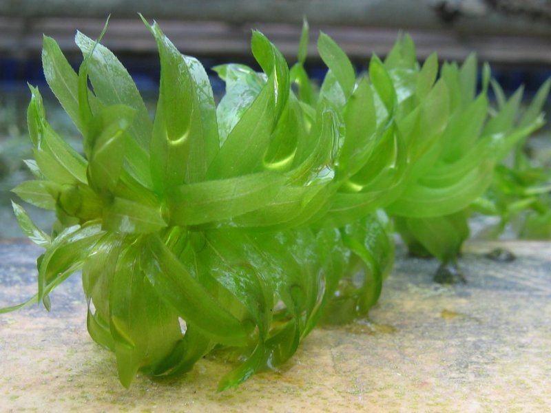 Anacharis