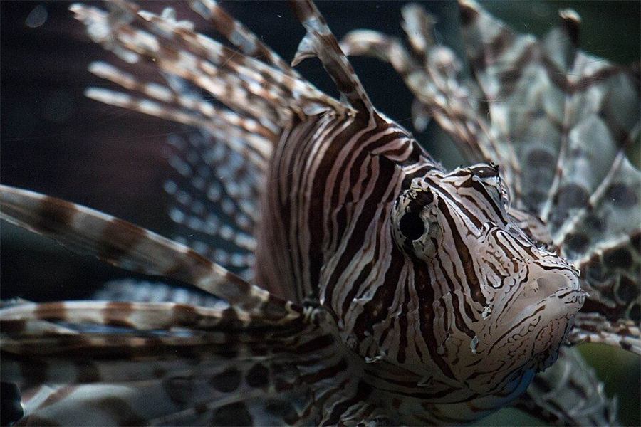Red para acuario