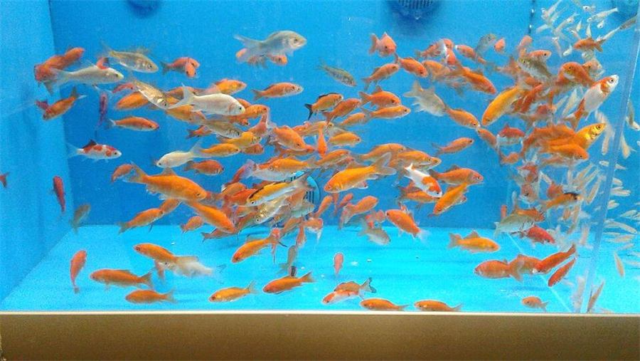 Gránulos para goldfish