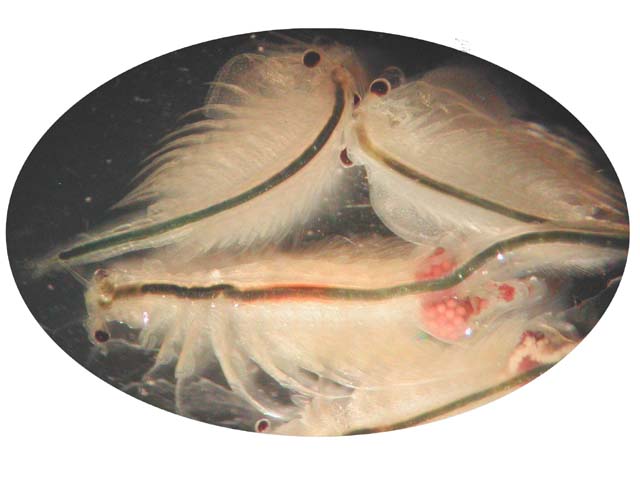 Artemia congelada
