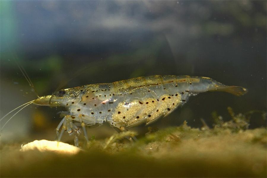 Pellets para camarón