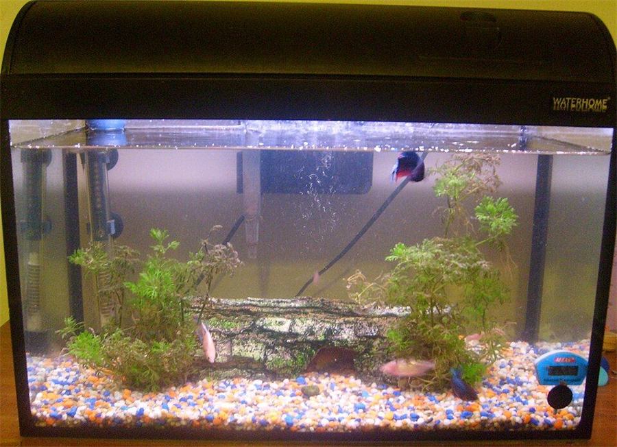Acuario 10 galones