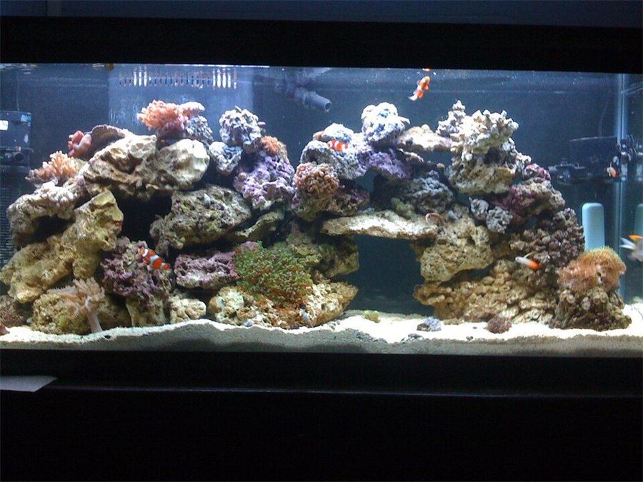 Acuario 55 galones